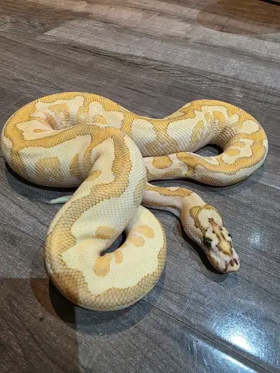 clown hypo od fire yb spotnose ballpython , View more