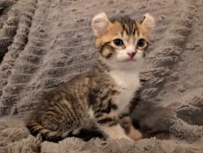 2 chatons disponibles 2 gênes, oreilles et pattes Il nous reste 2 femelles highland lynx disponibles...