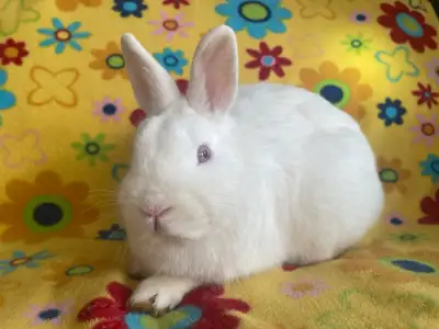 Adorable NEUTERED Purebred Young Netherland Dwarf Bunnies. We also have purebred Lionhead, Mini Rex,...