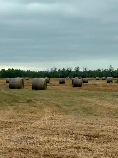 located North lundar, pick up only Size: 5” x 6” round bales About 1200-14000 lbs Field land hay goo...