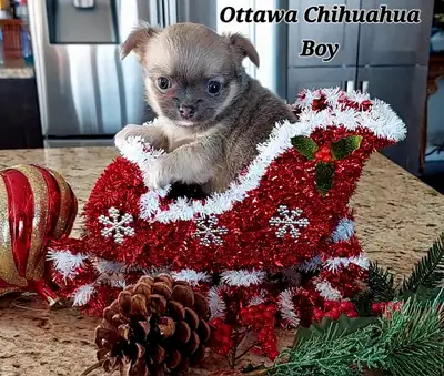 4 Purebred Chihuahua Puppies! (Ready Dec 19), View more