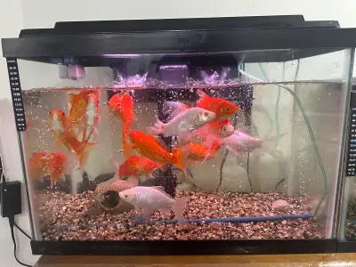 Has 18. Fish comes with filter that’s for a 30 to 60 gallon tank. Gravel,bubbler, Fish, Heater need...