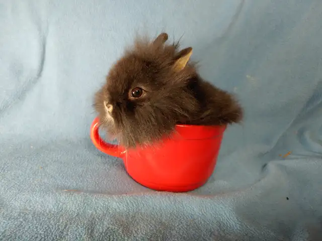 EXTRAORDINARY Lionhead, Netherland dwarf, Holland lop bunnies in Small Animals for Rehoming in Ottawa - Image 8