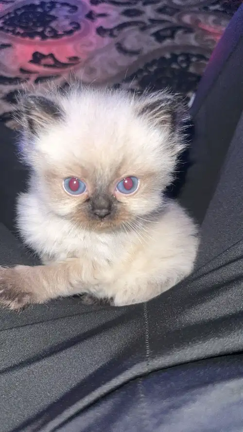 Beautiful Balinese Siamese Kittens! Born May 1st, these full-breed Balinese kittens are ready to fin...