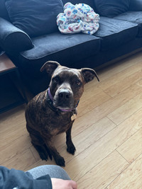 Family dog rehoming female 5 years old