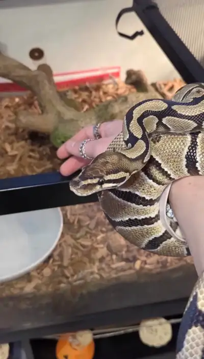 Normal ball python (female), View more