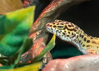 leopard gecko, View more