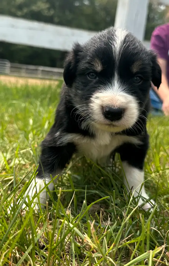 Chiot Border Collie in Dogs & Puppies for Rehoming in Trois-Rivières - Image 6