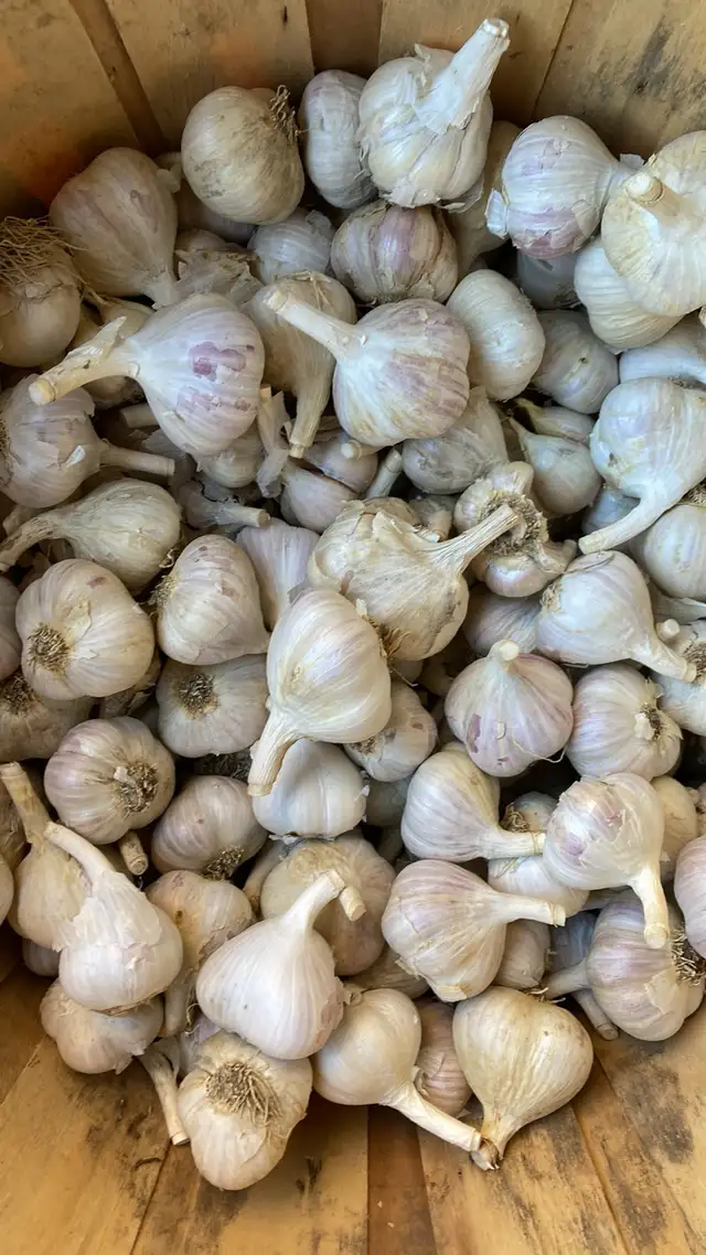 garlic heads or loose garlic cloves/seeds for planting $6/pound in Cayman Islands in Canada - Image 4