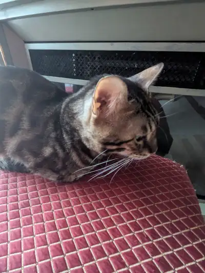 Male Bengal cat, View more