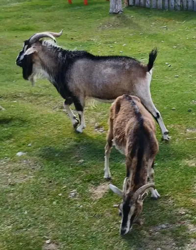 Four goats looking for a new home., View more