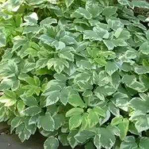 Variegated Snow On The Mountain seeds, 6 grams for $5, View more