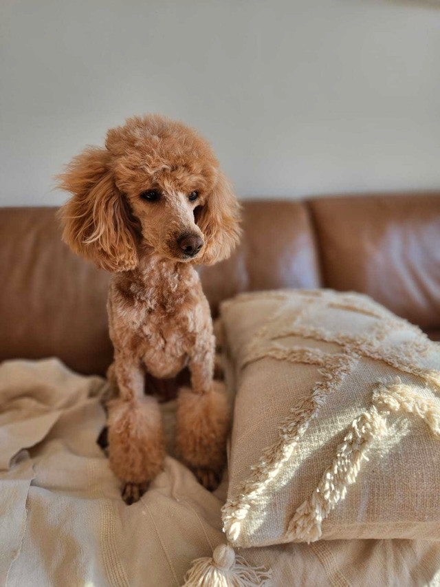 Miniature poodle female puppy  in Dogs & Puppies for Rehoming in Winnipeg - Image 4