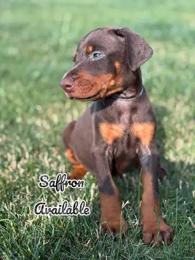 European Doberman Puppies., View more