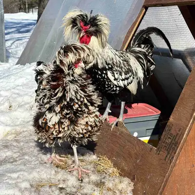 Polish chicken hatching eggs, View more
