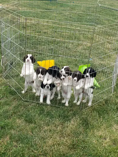 "CKC: Field Bred English Springer Spaniel Puppies", View more