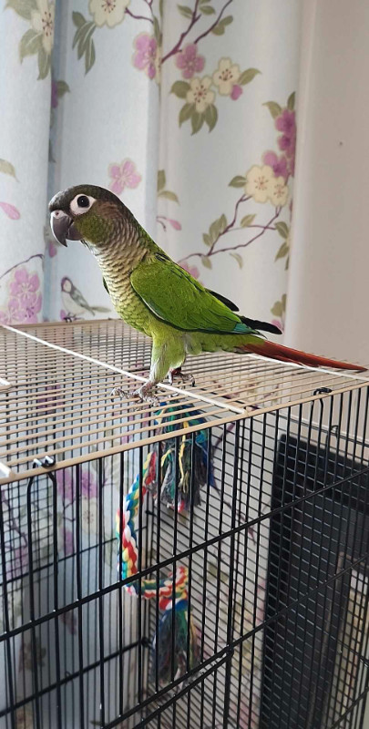 male baby  green cheek   conure in Birds for Rehoming in Cambridge