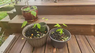 maple tree saplings, View more