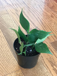 Hoya Polyneura/ Hoya fishtail plant