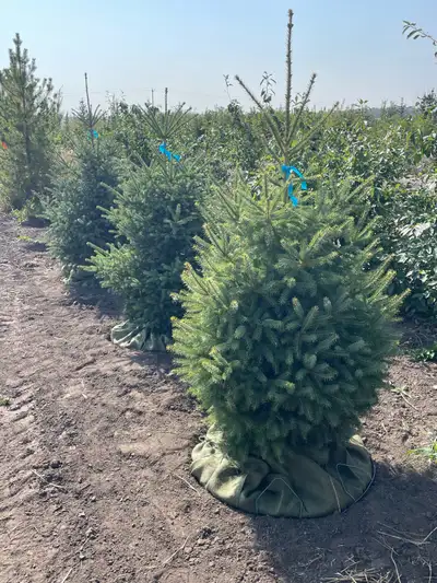 5’ white spruce trees in 32” baskets, View more