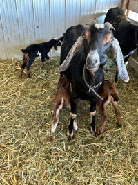 Nubian Nanny’s and Babies 