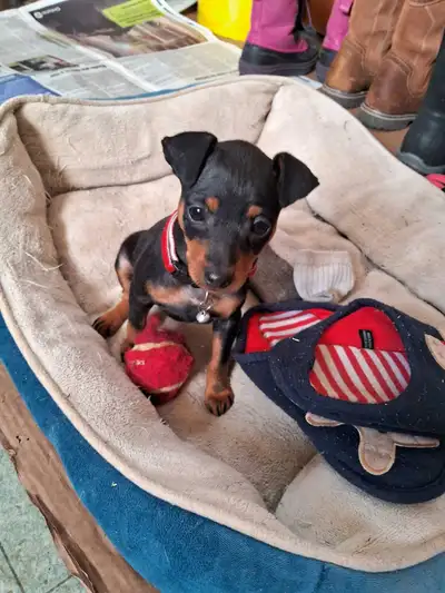 Min Pin Puppy, View more