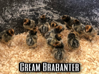 Rare Cream Brabanter Chicks
