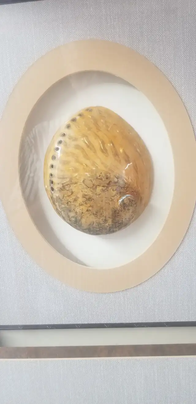 Abalone Shell Shadow Box Wall Art555211074568857601