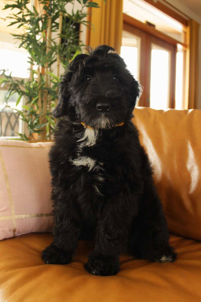 F1B midsize Bernedoodle puppies  in Dogs & Puppies for Rehoming in Vancouver - Image 2