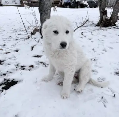 Purebread Great Pyrenees Puppy , View more