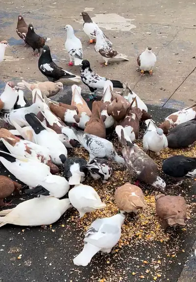 PIGEONS for sale Afghan (need gone asap), View more