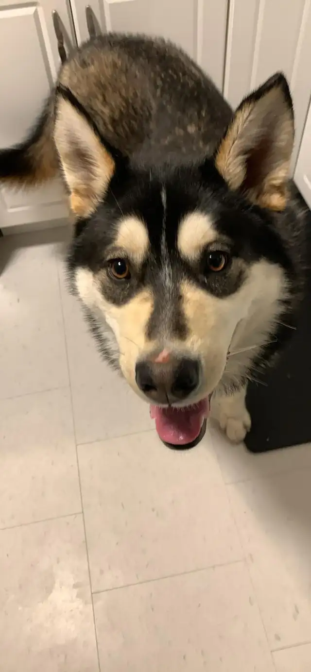Husky for sale all shots and fixed. in Dogs & Puppies for Rehoming in Sudbury - Image 4