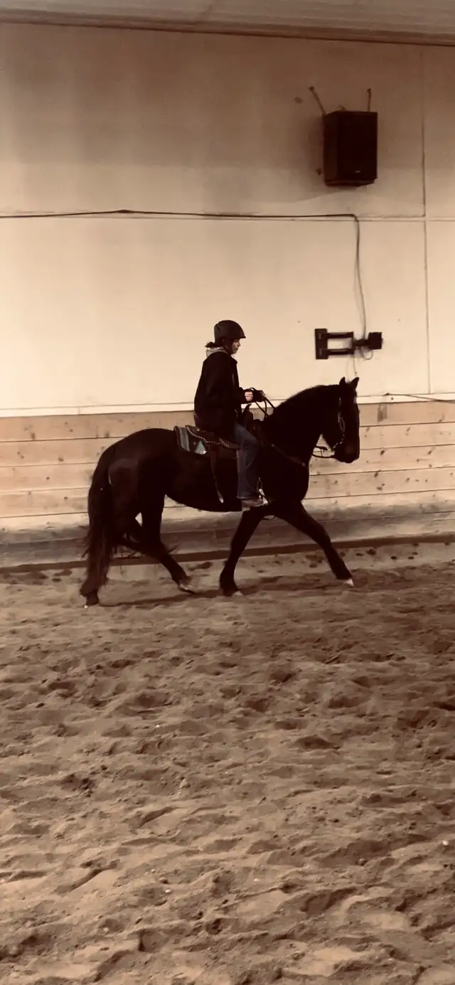 Horse Training Services in Equestrian & Livestock Accessories in Vanderhoof - Image 5