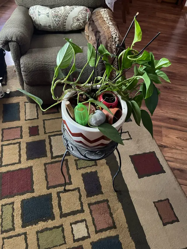 Pothos Plant in Ceramic Planter