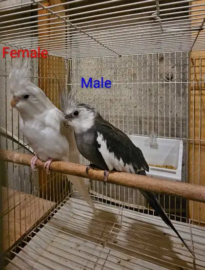Adorable Male & Female Cockatiel, View more