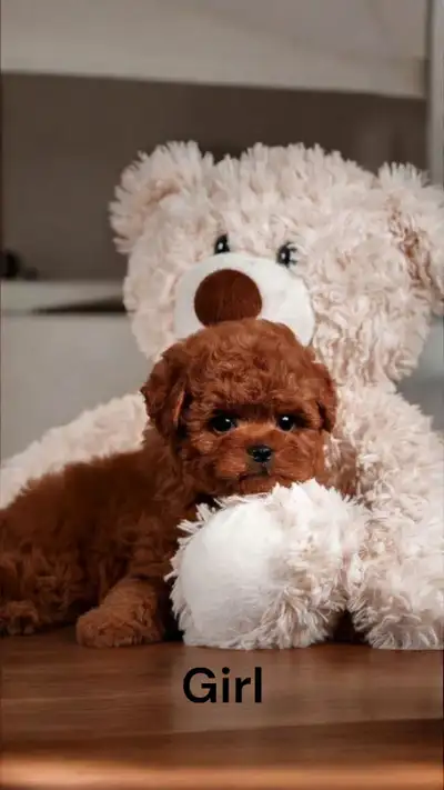 Two giant poodle toys with the face of a baby bear are fully ready to move to a new home. The boy is...