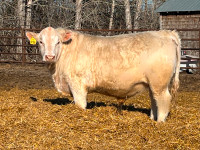 Purebred Charolais Bulls For Sale