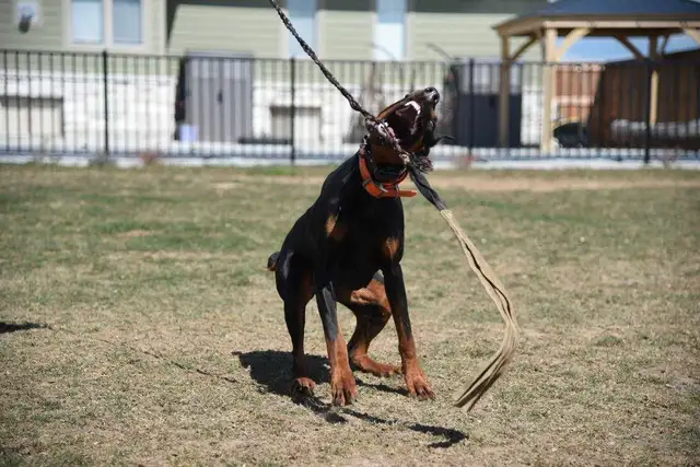 European Doberman Puppies. in Dogs & Puppies for Rehoming in Hamilton - Image 8