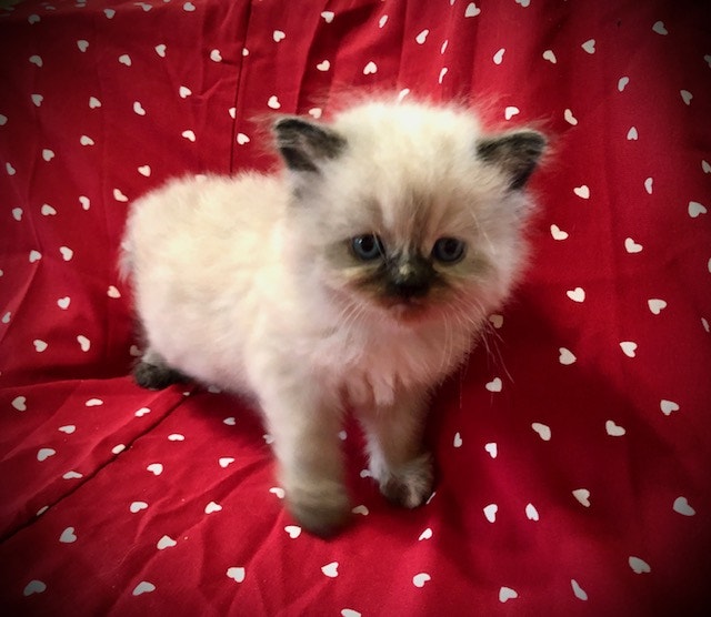 Stunning Pure Himalayan Kittens Available July 18th Cats & Kittens