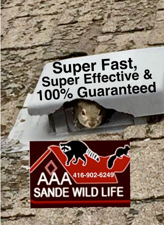 Wildlife Removal-Raccoon Removal-Squirrel Removal Specialists  in Other in Mississauga / Peel Region - Image 2
