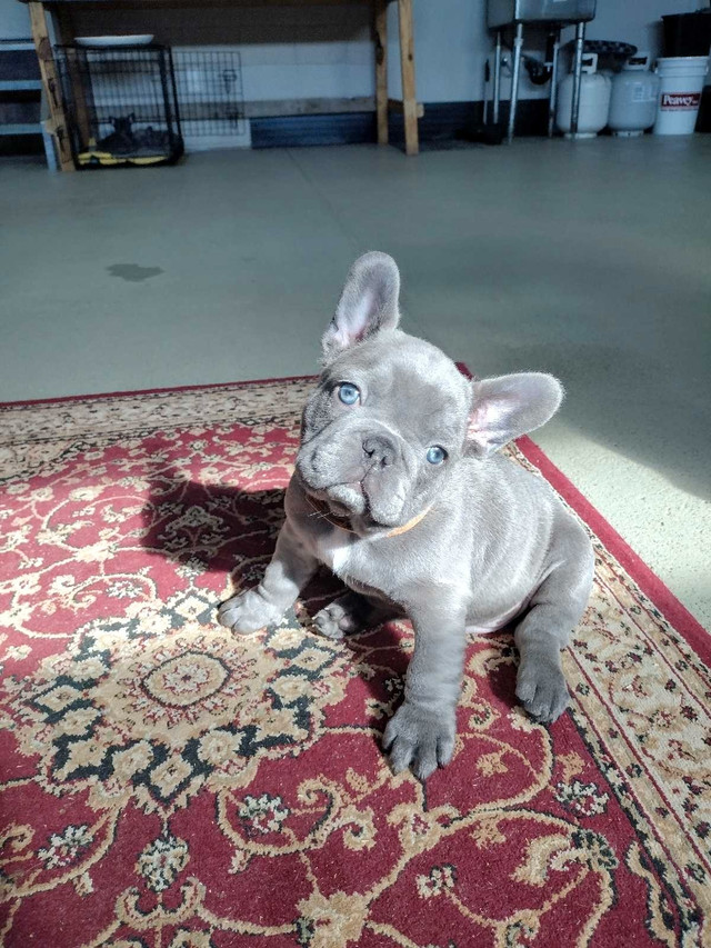 French bulldog puppies  in Dogs & Puppies for Rehoming in Saskatoon - Image 2
