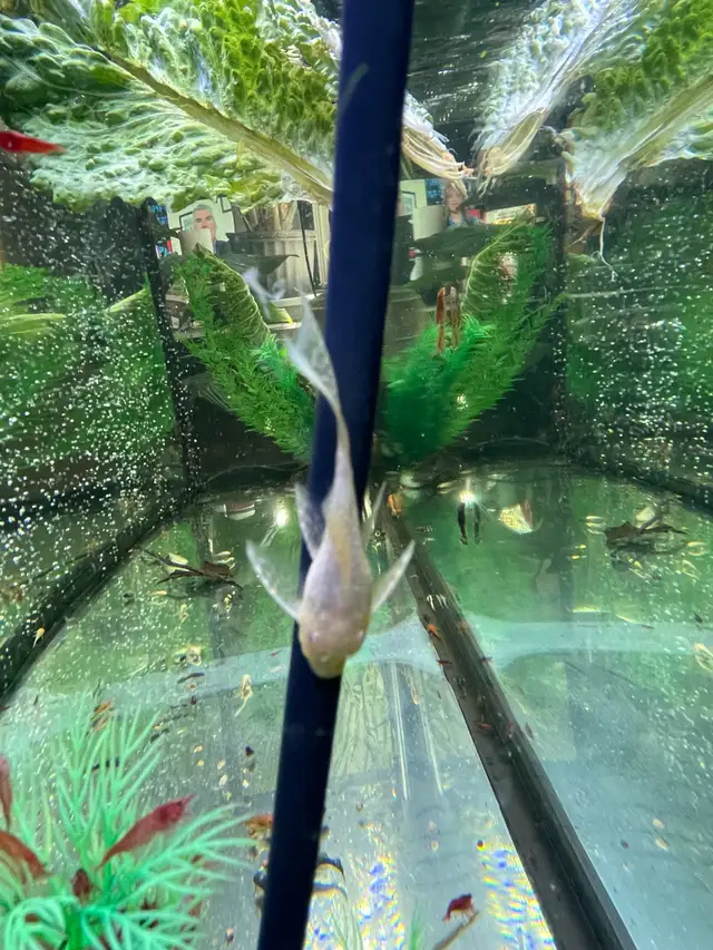 Bristlenose Plecos in Fish for Rehoming in Owen Sound - Image 6