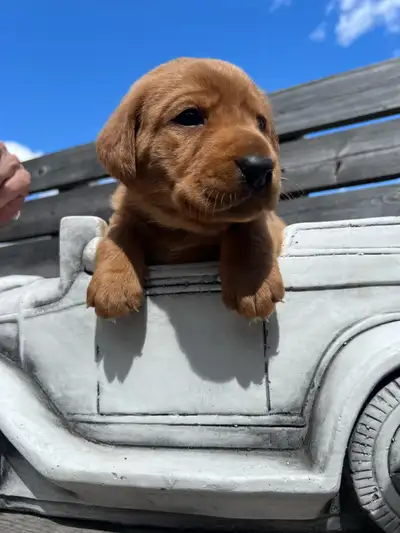 Fox Red Labs, View more