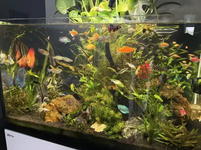 Aquarium Maintenance and Set Up , View more