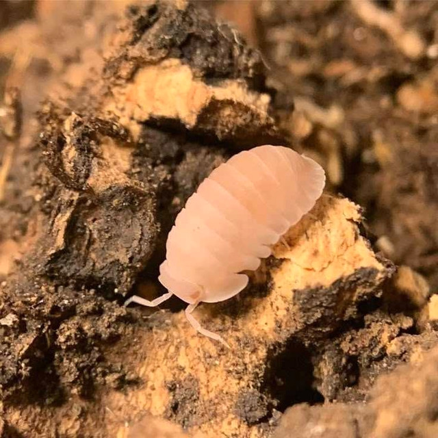 Cubaris Papaya Isopods in Reptiles & Amphibians for Rehoming in Windsor Region