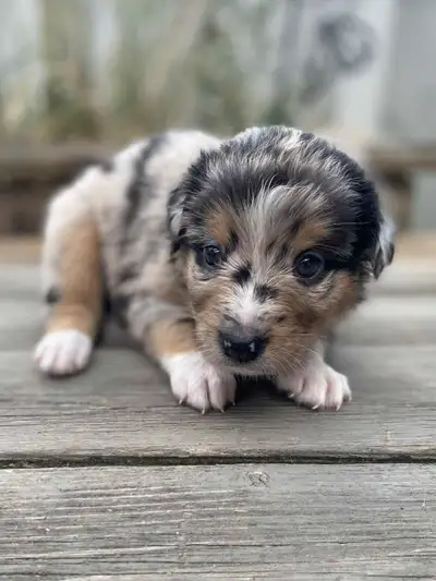 Purebred Australian Shepherd Puppies, View more