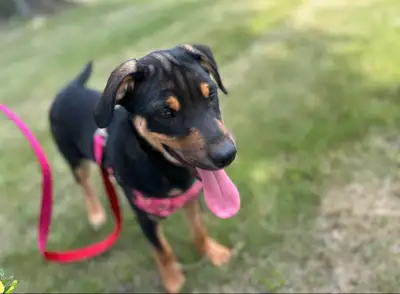 FARM PUPPIES ✔️✔️✔️✔️, View more