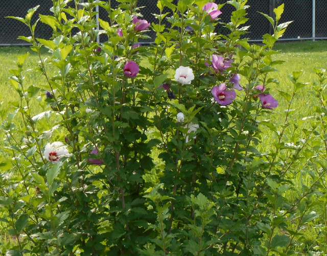 Rose of Sharon Plants, Fertilizer & Soil Sarnia Kijiji