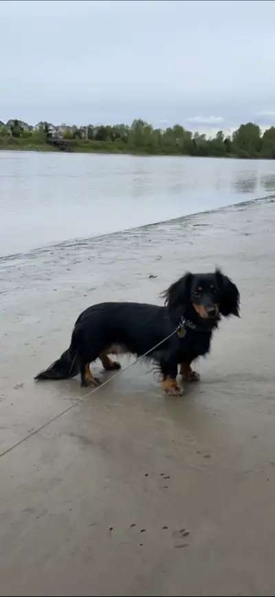 ***Sweet Adult Female Dachshund ***, View more