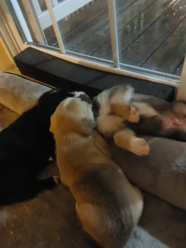 Chio a vendre husky croisé Braque almand Labrador in Dogs & Puppies for Rehoming in Lanaudière - Image 11
